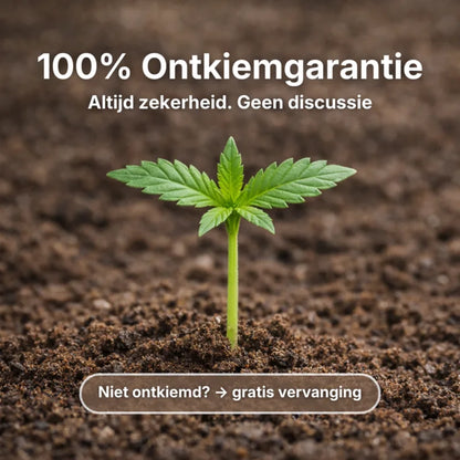 Purple Haze Autoflower Zaden