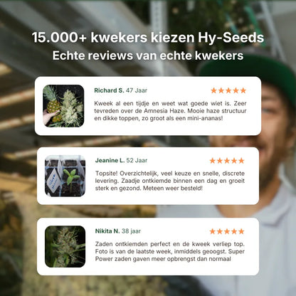 Purple Haze Autoflower Zaden